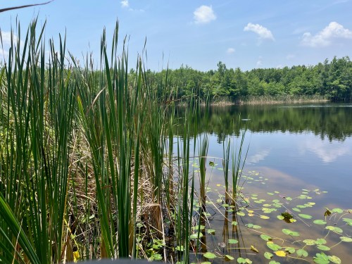 Lush green reeds by a calm lake, reflecting blue sky and fluffy clouds, surrounded by trees and lily pads.