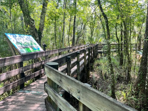 A wooden boardwalk winds through a lush, green forest with trees and vegetation on either side.