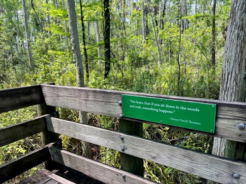 A wooden bench in a forest with a quote by Henry David Thoreau on a green sign about nature and patience.