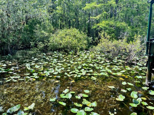 A serene wetland scene with lush green lily pads floating on calm water, surrounded by dense trees and vegetation.