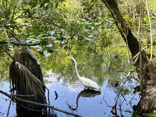 A white egret stands in calm water surrounded by lush greenery and reflections of trees.
