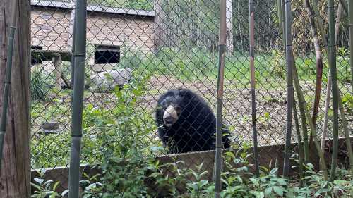 A black bear stands behind a fence, surrounded by greenery, with a rustic building in the background.