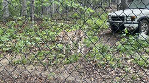 A cheetah walks on a grassy path near a vehicle, surrounded by trees and a chain-link fence.