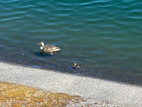 A duck swims near the shore of a calm body of water, with a duckling following closely behind.