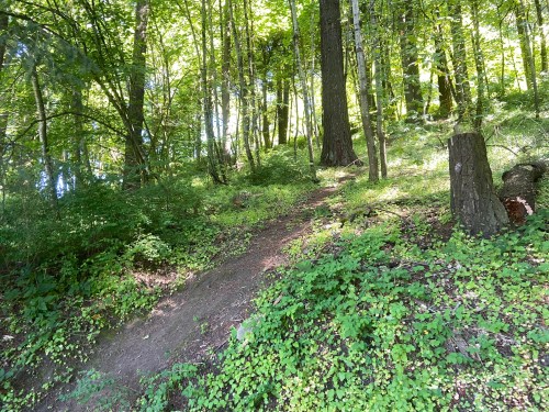 A serene forest path winding through lush greenery and tall trees, dappled sunlight filtering through the leaves.