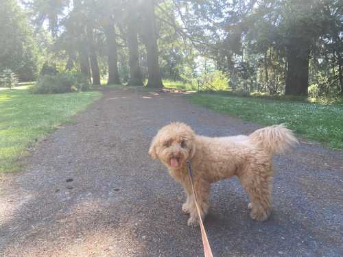 A fluffy, light-colored dog stands on a gravel path in a sunny park, looking back with its tongue out.