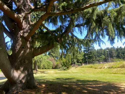 A large tree with lush green foliage stands in a sunny park, surrounded by grass and distant trees.