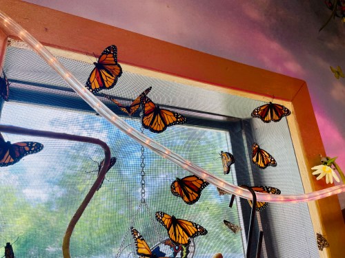 A window with a screen, adorned with several orange and black monarch butterflies.