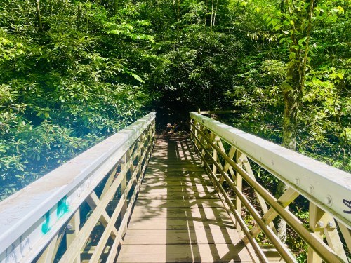 A wooden bridge leads into a lush, green forest, surrounded by dense foliage and sunlight filtering through the trees.