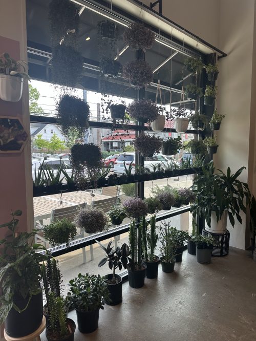 A wall of hanging plants and potted greenery in a bright indoor space, with a view of outdoor seating.