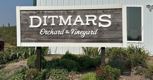 Sign for Ditmars Orchard & Vineyard, featuring wooden design and lush greenery around it.