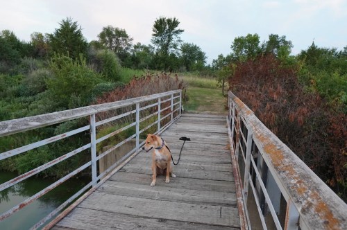 A dog stands on a wooden bridge over a calm waterway, surrounded by lush greenery and trees.