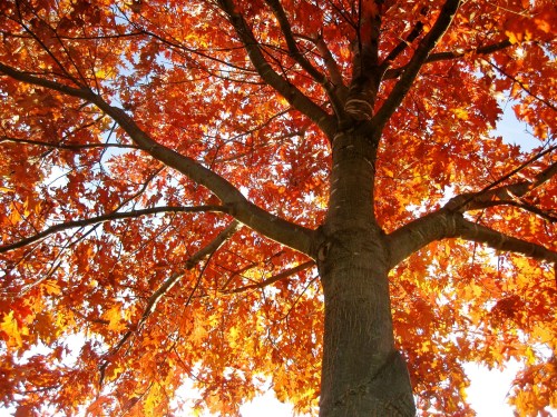 A vibrant tree with bright orange leaves against a clear blue sky, showcasing the beauty of autumn.