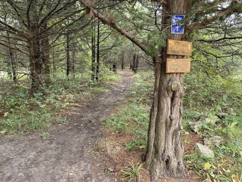 A dirt path through a wooded area, marked by wooden signs on a tree. Lush greenery surrounds the trail.