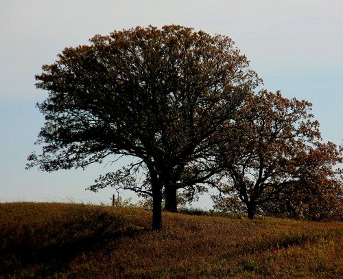 Silhouetted trees on a grassy hill against a light sky, creating a serene natural landscape.