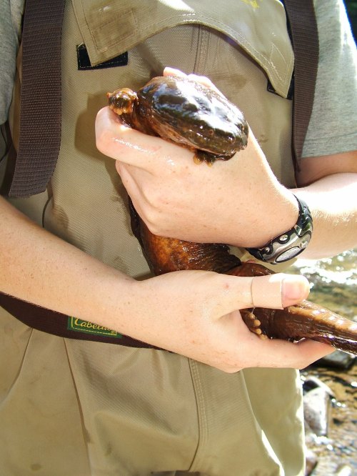 A person in waders holds a large, wet salamander in their hands, showcasing its smooth, shiny skin.