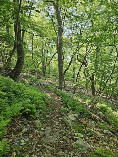 A winding trail through a lush green forest, surrounded by trees and ferns on a sunny day.