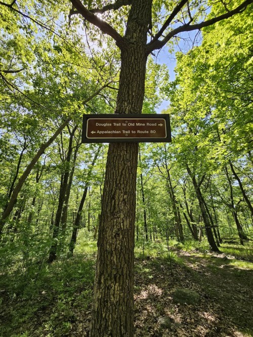 A wooden sign on a tree in a lush green forest, indicating trails to Old Mine Road and Route 80.