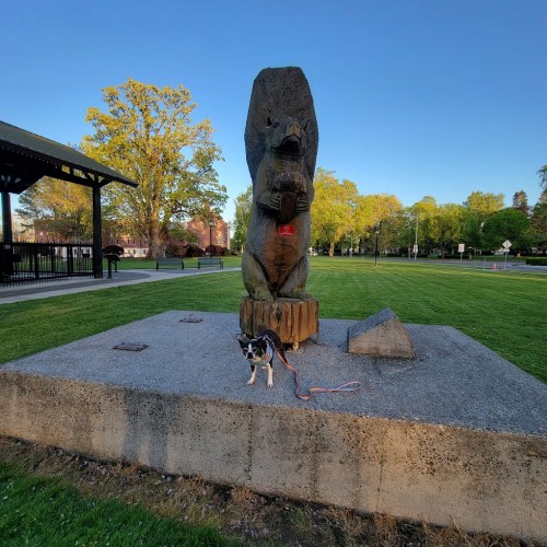 A dog stands in front of a large bear statue in a park, with trees and a clear sky in the background.