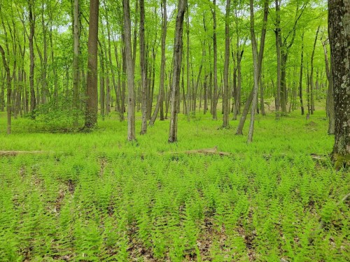 Lush green ferns cover the forest floor, surrounded by tall trees with vibrant green leaves.