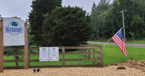 Sign for Blueberry Farm with an American flag, surrounded by greenery and gravel path.