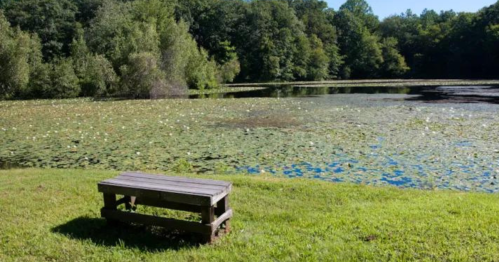 A wooden bench by a serene pond covered with lily pads, surrounded by lush greenery and trees.