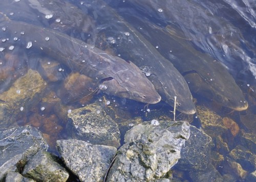 Three fish swimming near rocky riverbed, partially submerged in clear water with bubbles.
