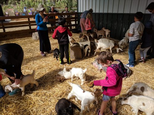 A lively petting area with children and adults interacting with playful goats on straw-covered ground.