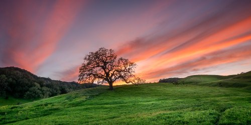 A solitary tree stands on a green hillside under a vibrant sunset sky with colorful clouds.