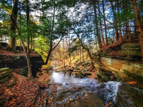 A serene forest scene with a stream flowing through rocky terrain, surrounded by trees and autumn leaves.
