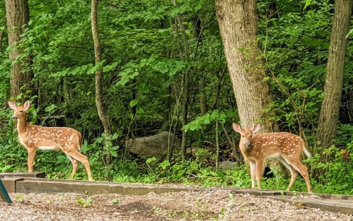 Two spotted fawns stand in a lush green forest, surrounded by trees and foliage.
