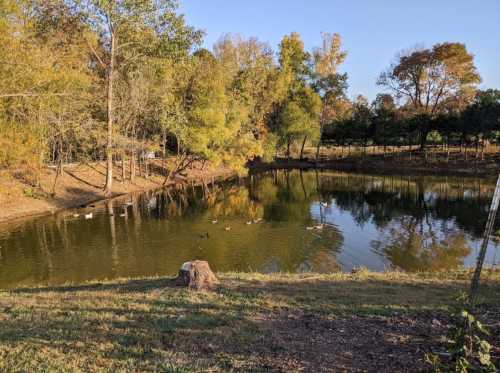 A serene pond surrounded by trees, with ducks swimming and autumn foliage reflecting on the water's surface.