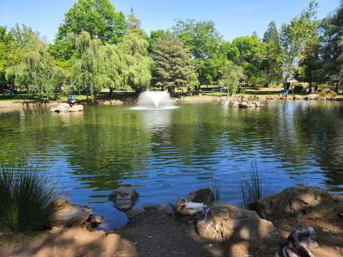 A serene park pond with a fountain, surrounded by lush greenery and rocks, reflecting the clear blue sky.