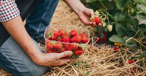 Picking strawberries at the farm in Moorhead, Minnesota