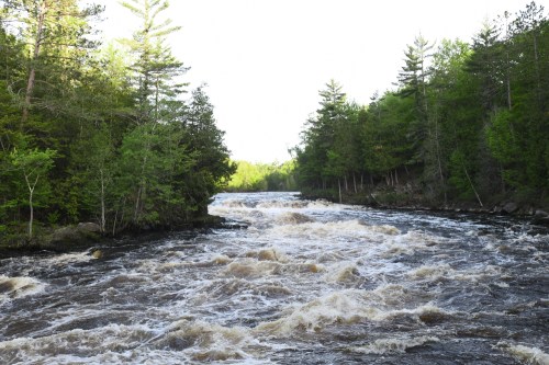 A rushing river flows through a lush green forest, with trees lining the banks under a clear sky.