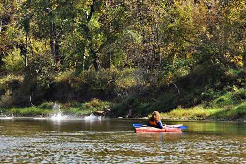 A person in a kayak on a river, watching a deer splash in the water near the shore, surrounded by autumn foliage.