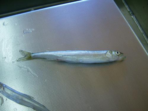 A long, slender fish with a shiny, silver body resting on a metallic surface.