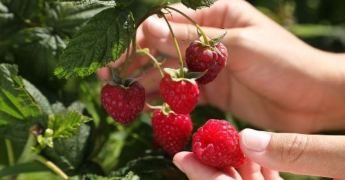 Closeup of person picking raspberries straight off the vine in Wisconsin