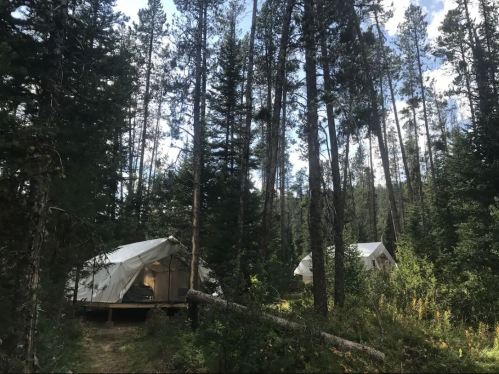 Two white tents nestled among tall trees in a forest, with sunlight filtering through the branches.