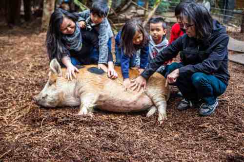 A group of children and adults gently pet a large pig lying on the ground in a forested area.