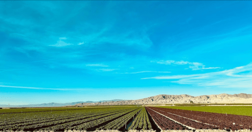 A vast agricultural landscape with rows of crops under a clear blue sky and distant mountains.