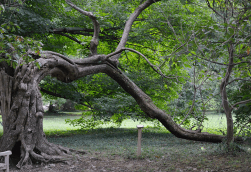 A gnarled tree with a large, curved branch extending over a grassy area, surrounded by lush green foliage.