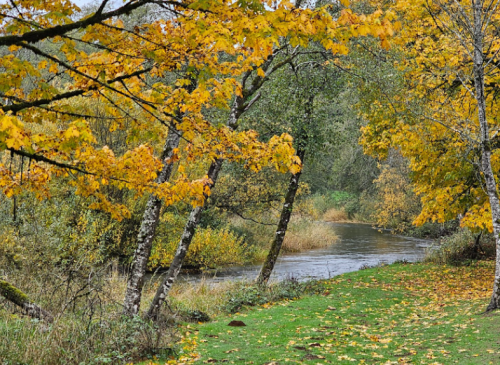A serene river flows through a landscape of vibrant autumn trees with yellow leaves and lush greenery.