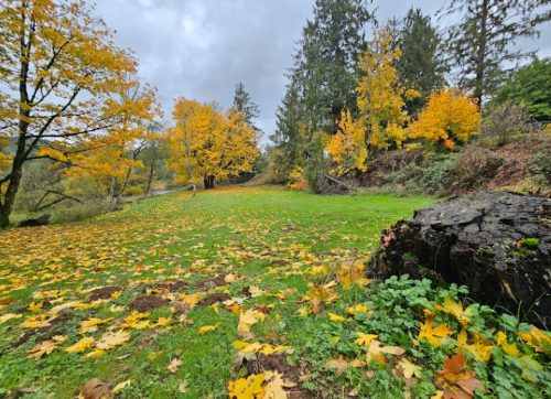 A vibrant autumn landscape with yellow leaves on trees and scattered on the ground, set against a cloudy sky.