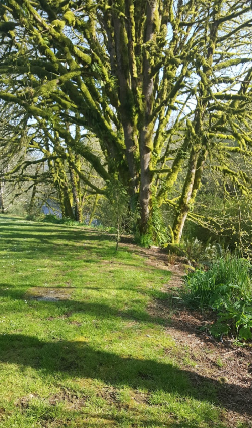 A lush green landscape featuring a large moss-covered tree beside a calm body of water. Sunlight filters through the branches.