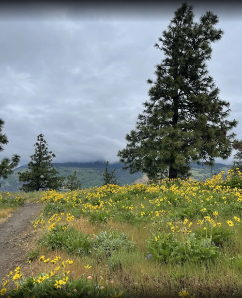 A scenic landscape featuring a path through a field of yellow flowers, with tall trees and a cloudy sky in the background.