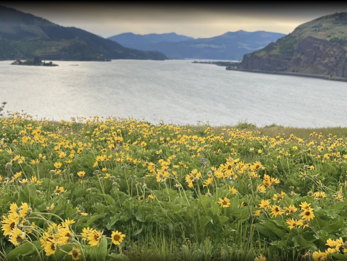 A vibrant field of yellow flowers in the foreground, with a river and mountains in the background under a cloudy sky.