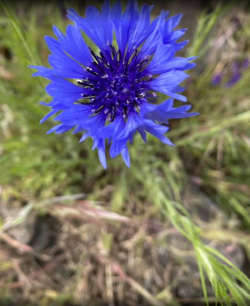 A close-up of a vibrant blue flower with spiky petals, surrounded by green grass.