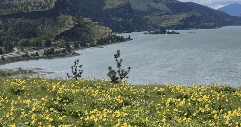 A scenic view of a river surrounded by green hills and a field of yellow wildflowers under a cloudy sky.