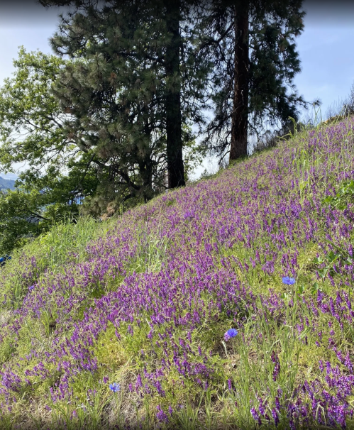 A hillside covered in vibrant purple wildflowers, surrounded by green grass and tall pine trees under a clear sky.